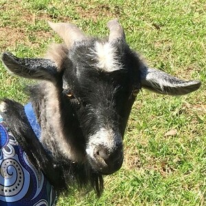 Fundraising Page: Happy Goat Farms